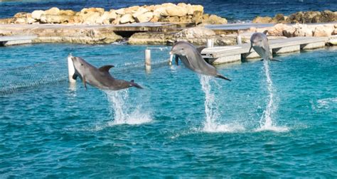 swimming with dolphins las vegas